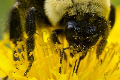 Una abeja recolecta néctar de un diente de león en una tarde de primavera en Filadelfia. 02 de mayo 2014.