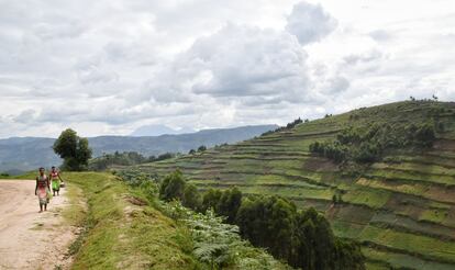 Un grupo de mujeres vuelve de trabajar en una plantación de té de la región de Bwindi. La violencia de género se utiliza a menudo como un férreo control socioeconómico para perpetuar y fomentar unas dinámicas de poder desiguales, entre ellas la propiedad y el acceso a los recursos naturales y su explotación. Pincha en la imagen para ver la fotogalería completa.