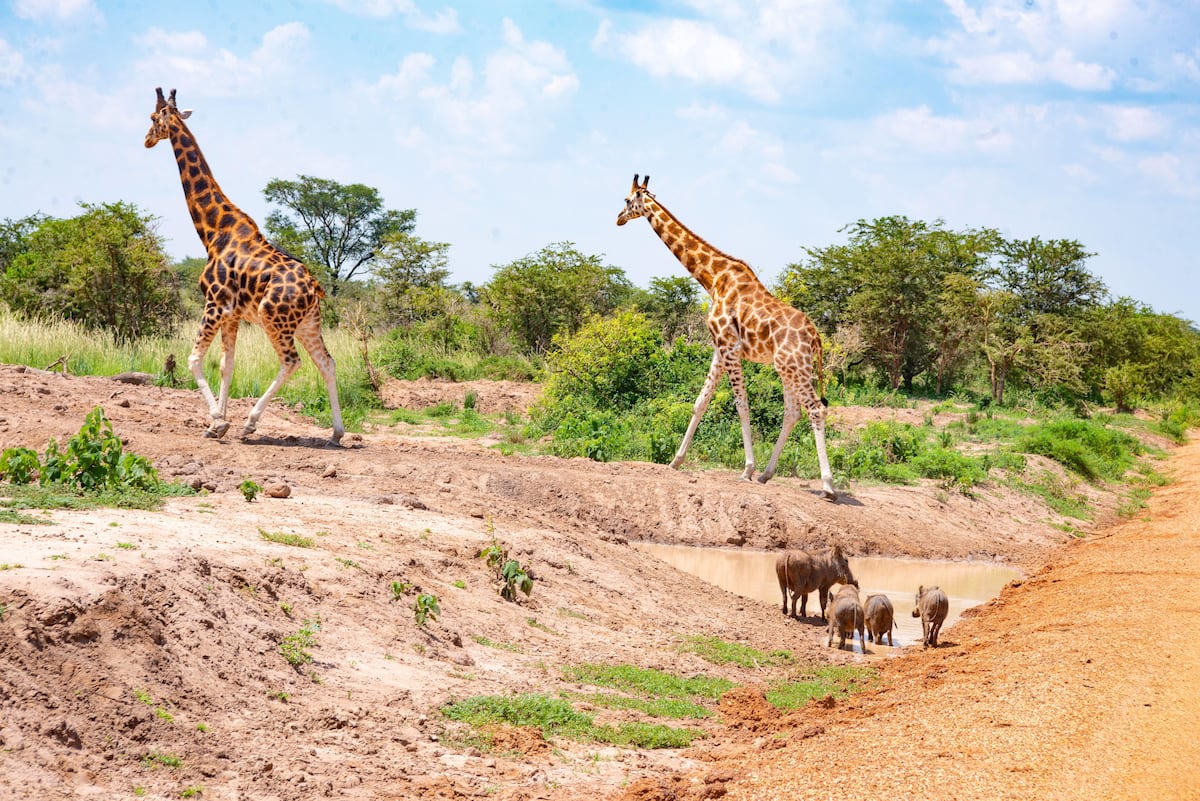 Un viaje al África profunda: Burundi, Ruanda y Uganda