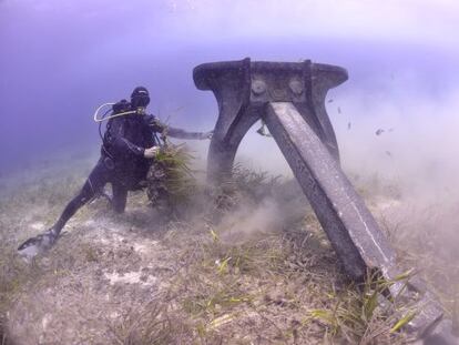 Un submarinista comprueba los daños causados por un ancla en posidonias de Ses Salines.