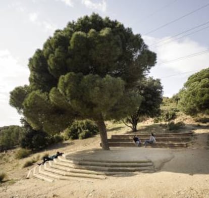 Un pino marca la zona de descanso en Can Tacó.