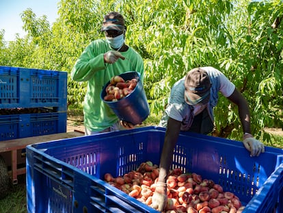 Seasonal workers in Segriá on July 6.