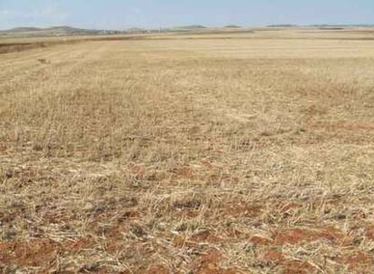 Amarillo campo vallisoletano, el de los rastreadores de palabras.