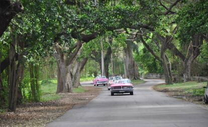 Bosque de La Habana.