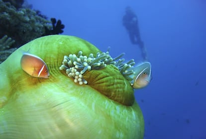 Peces payaso en la isla de Bohol, en Filipinas.