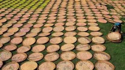 Un trabajador coloca un recipiente de galletas durante el proceso de secado, en la localidad de Indramayu (Indonesia).