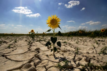 Los estudios científicos señalan que el cambio climático transformará el régimen de incendios en los próximos años, provocando fenómenos más intensos y una deforestación mayor por la disminución de la capacidad de recuperación de los bosques mediterráneos. España es propensa a los incendios forestales en verano debido a las altas temperaturas, los fuertes vientos y la vegetación seca. El año pasado, los incendios forestales destruyeron unas 150.000 hectáreas de tierra de enero a julio, después de uno de los inviernos más secos que se hayan registrado. Llueve un 25% menos que en los años 50 –de 16 a 12 billones de litros– al mismo tiempo que se produce un “ligero aumento de la temperatura media, que ha pasado de cinco grados a más de ocho”.