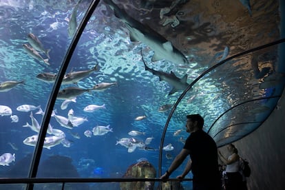  El Aquàrium de Barcelona celebra sus 30 años con una gran renovación.