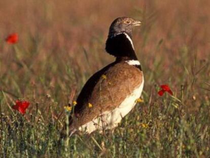 SEO/BirdLife nombra Ave del Año 2017 a esta avutarda pequeña catalogada como especie vulnerable