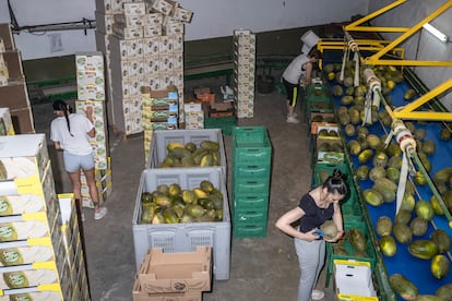 Proceso de selección en la empresa de Isabel Montero, en Villaconejos.
