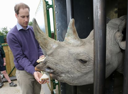 Guillermo de Inglaterra alimenta a un rinoceronte en un parque animal de Reino Unido en 2012.