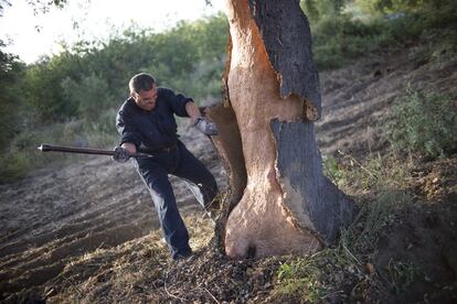 La parte baja del alcornoque se llama zapata. El corcho que se obtiene de esta parte no se puede utilizar para la fabricación de tapones, ya que debido al contacto con el suelo, puede tener un hongo llamado TCA que podría contaminar el vino.
