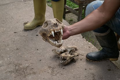 Un guardabosques enseña el cráneo de un felino llamado cunaguaro encontrado en la Reserva Forestal de Caparo.