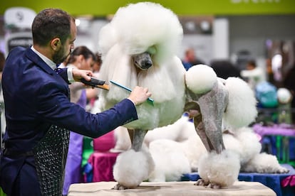 Un hombre prepara a un caniche en el primer día de Crufts 2020 en el Centro Nacional de Exposiciones (Inglaterra). Crufts, la exposición canina más grande del mundo, se ha puesto en marcha esta mañana. El evento anual tiene restricciones debido al brote de coronavirus, aunque se espera que atraiga a miles de perros y a sus dueños durante los cuatro días que dura el evento.