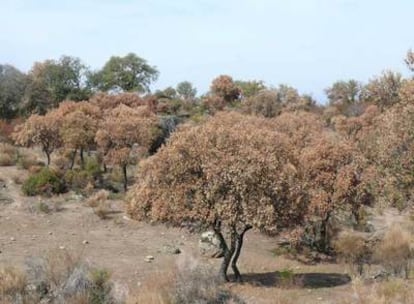 Encinas enfermas por la seca en Mesas de Ibor (Cáceres).