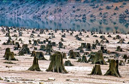 Bosque nacional de Willamette, en Oregón (EE UU), deforestado. Solo el 1% de los valles y bosques —abundantes en robles— originales de esta zona que se extiende a lo largo de 240 kilómetros, han sobrevivido intactos al desarrollo, la urbanización, los incendios y al impacto de la agricultura, según indica la ONG WWF. Las imágenes son el vehículo utilizado en el libro para llamar la atención sobre los perjuicios al medio ambiente, pues "los datos, aunque útiles, fallan al generar una conciencia masiva sobre los asuntos que afectan al futuro de la Tierra", explica William Ryerson, presidente del Population Media Center y el Population Institute, las organizaciones que han creado la plataforma Global Population Speak Out.