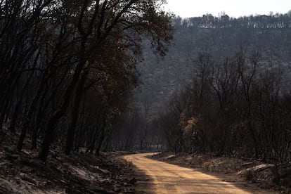 La senda forestal que da acceso a Las Médulas, completamente quemada.