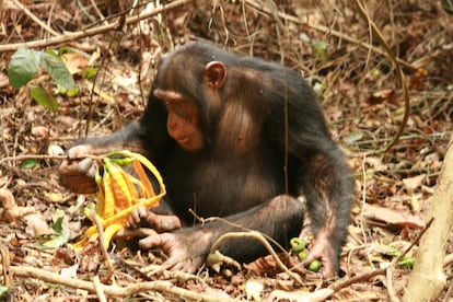 Hace 10 millones de años los antecesores de chimpancés, gorilas y humanos bajaron de los árboles durante la 'sabanización' de las selvas africanas. Las frutas del suelo tienden a ser colonizadas por levaduras y elevar su presencia de etanol.