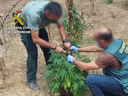 Dos agentes de la Guardia Civil desmantelan una plantación de marihuana en la desembocadura del río Pisuerga en el Duero.