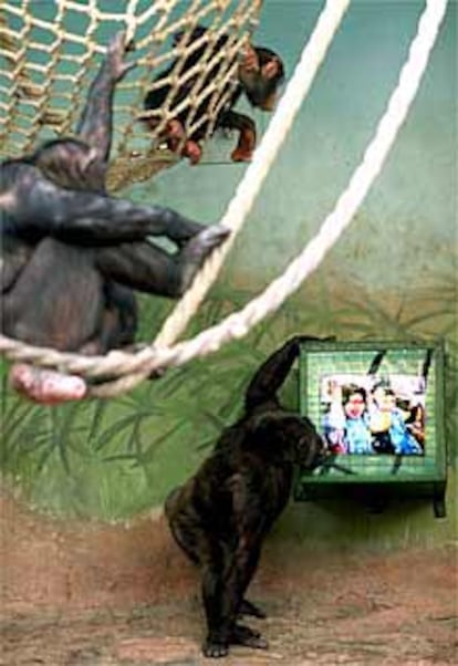 Un televisor en la jaula de los chimpancés en el zoo de Valencia.