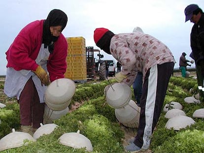 Mujeres inmigrantes trabajando en el campo en Cartagena.