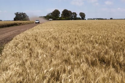 Plantaciones de trigo en el municipio bonaerense de Suipacha.