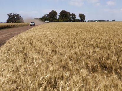 Plantações de trigo no município bonaerense de Suipacha.