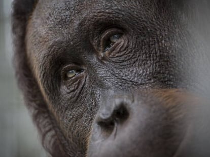 Ejemplar de orangut&aacute;n rescatado.