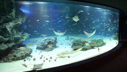 Imagen de archivo del tanque Sunshine Lagoon, en el acuario Sunshine, en Tokio.