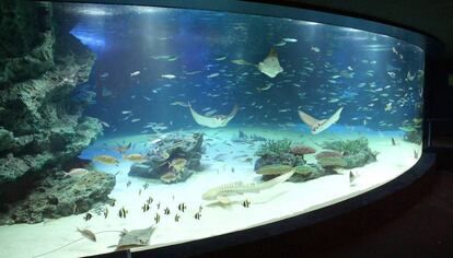 Imagen de archivo del tanque Sunshine Lagoon, en el acuario Sunshine, en Tokio.