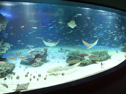 Imagen de archivo del tanque Sunshine Lagoon, en el acuario Sunshine, en Tokio.