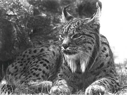 Lince, en Doñana.