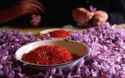 Durante la monda se extraen de la flor los preciados hilos rojos del azafrán.