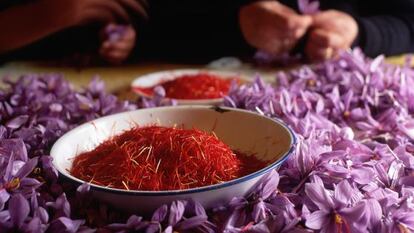 Durante la monda se extraen de la flor los preciados hilos rojos del azafr&aacute;n.