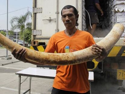 Un tailand&eacute;s muestra un colmillo de elefante procedente de Kenia.