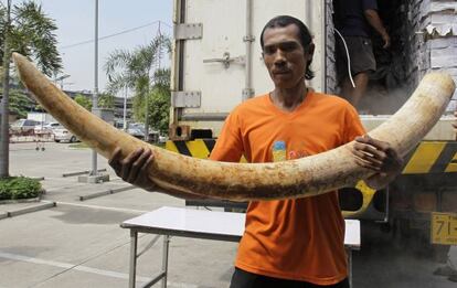 Un tailandés muestra un colmillo de elefante procedente de Kenia.
