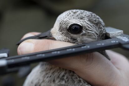 Voluntarios miden la cabeza de un chorlito gris en Snettisham (Reino Unido), el 24 de noviembre de 2018.