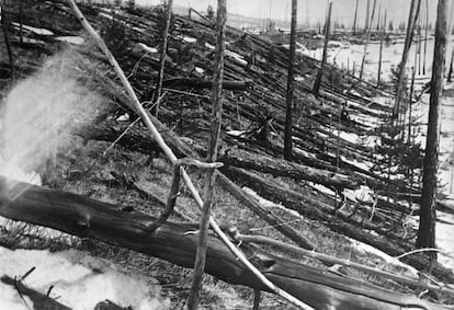 Árboles caídos en la región siberiana del río Tunguska, tras la explosión. Esta foto fue tomada en 1929.