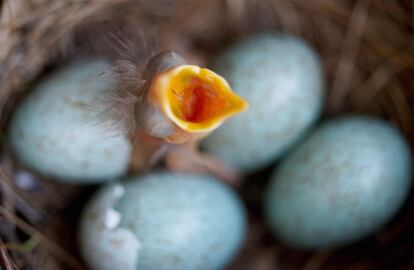 Un polluelo de mirlo recién salido del huevo abre el pico para ser alimentado en su nido en Frankfurt (Alemania), el 13 de abril de 2014.