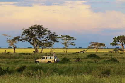 
En línea con esta búsqueda de planes al aire libre, los safaris se mantienen con fuerza, comenta el responsable de Atlántida Travel. Tanzania, Sudáfrica, Botsuana y Namibia estarán entre los más buscados. “Es el momento de aprovechar que hay menos turistas y se puede disfrutar más tranquilamente de los animales”, añaden en Pangea.