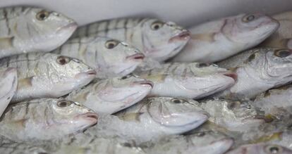 Pescado para subasta en Fiumicino (Italia).