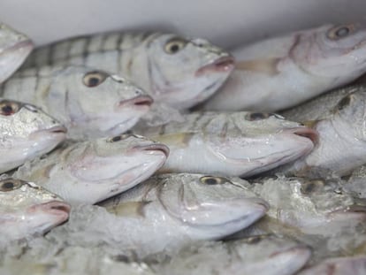 Pescado para subasta en Fiumicino (Italia). 