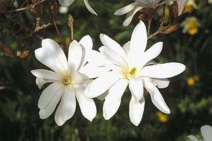 Flores de <i>Magnolia stellata</i> o magnolia de Japón.