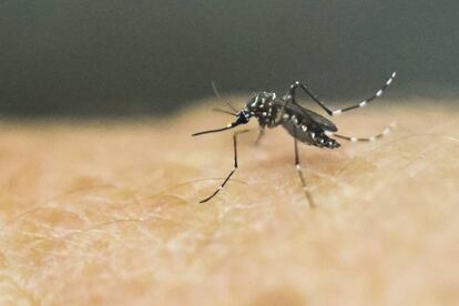 El mosquito 'Aedes Aegypti' en Cali, Colombia.