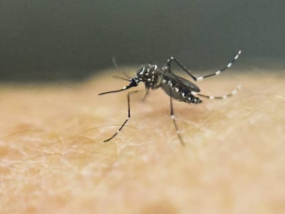 El mosquito 'Aedes Aegypti' en Cali, Colombia.
