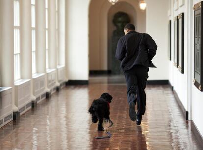 'Bo', el perro de agua portugués regalo del senador Ted Kennedy a las hijas de Obama, corre por los pasillos de la Casa Blanca junto al presidente, el 14 de abril de 2009.