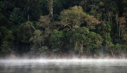 Imagem de um território da floresta amazônica no Pará.