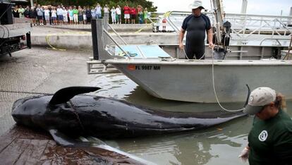 Los cadáveres de las ballenas fueron retirados del agua.