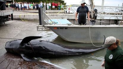 Los cad&aacute;veres de las ballenas fueron retirados del agua.