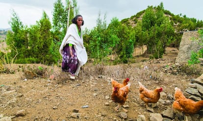 Mitselal Tekle atendía así a sus gallinas el pasado julio en su casa, en Kal Amin Kebele, en la región de Tigray (Etiopía).